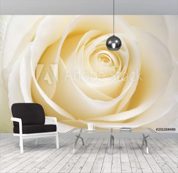 Picture of Beautiful fresh white rose